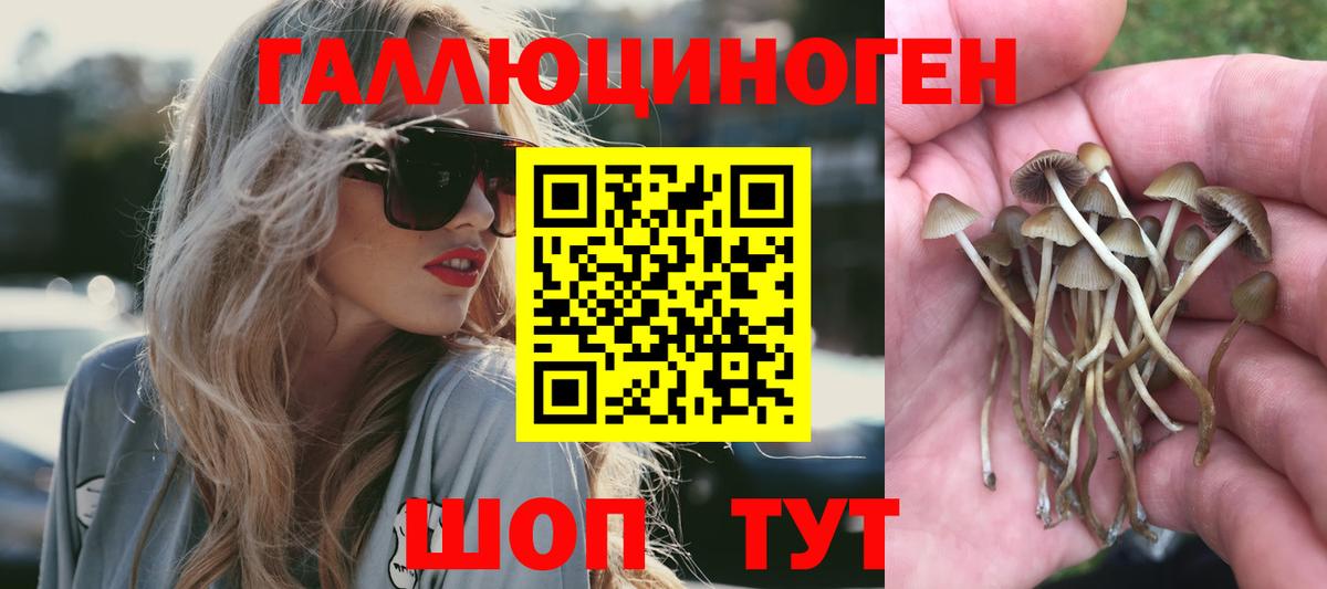 Галлюциногенные грибы Cubensis Богородск